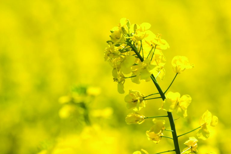 Mixed reaction to relief package for canola producers