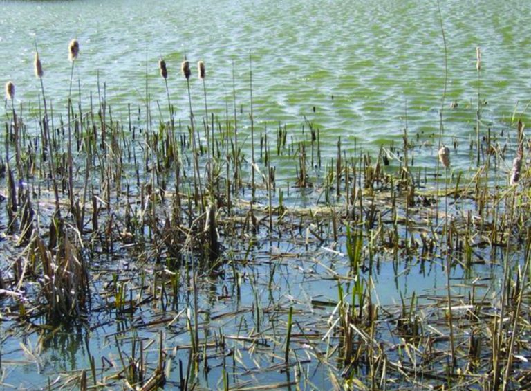 Protecting wetlands