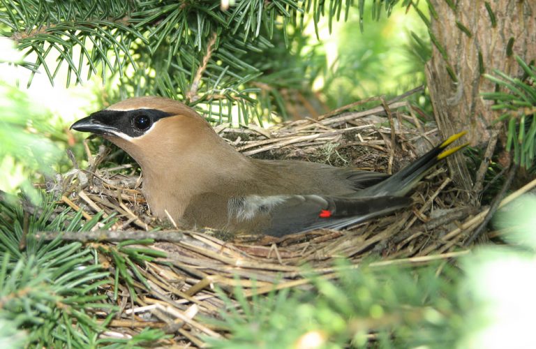 ‘The love of birds’