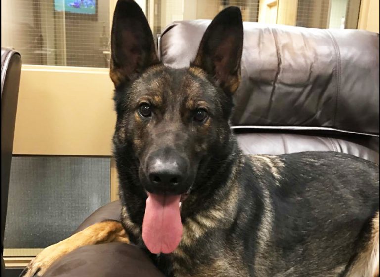 Police dog helps bust suspected car thief