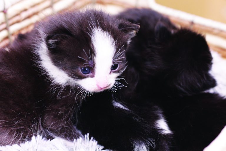 Tender love and care for abused kittens