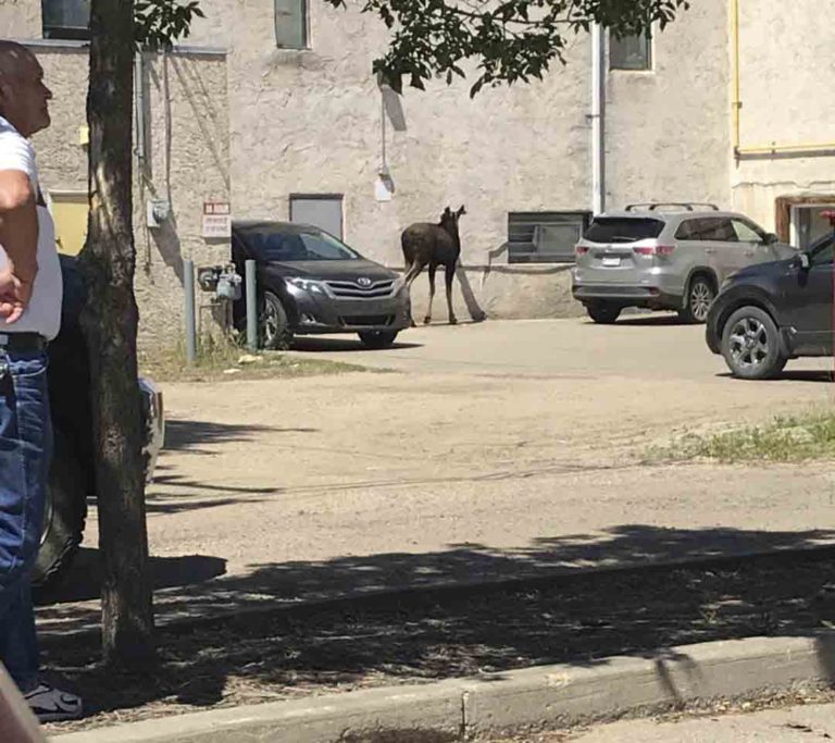 Update: moose dies after chase through downtown Prince Albert
