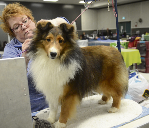 Dog show attracts new and experienced canine competitors