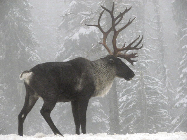 The complicated relationship between the provincial government and woodland caribou conservation