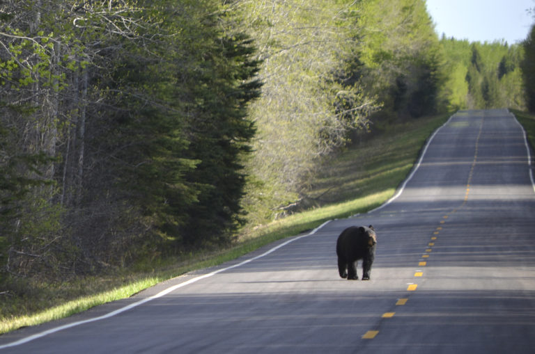 SGI reminds drivers to watch for wildlife on the road