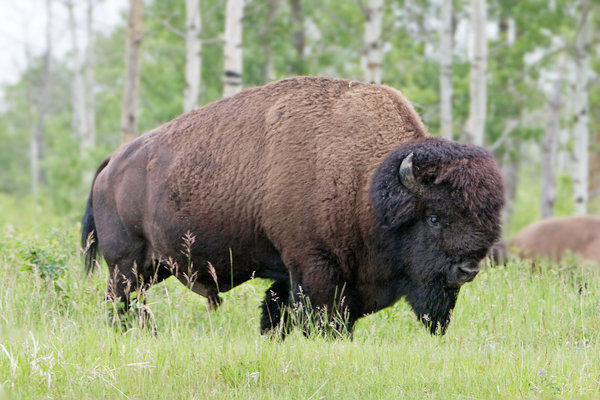 Being with the bison