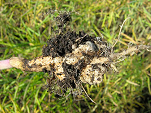2020 Clubroot Distribution Map released by province