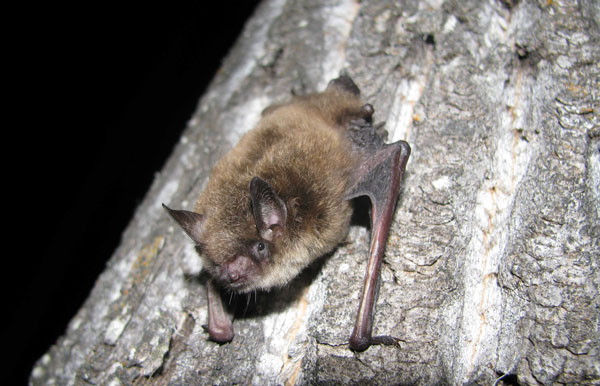 Ecologist hoping study helps preserve endangered bats in P.A. National Park