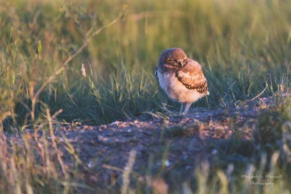 Burrowing Owls priority for Nature Saskatchewan