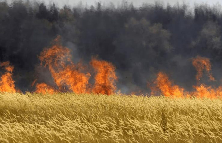 Roughly 30 acres of wheat lost in rapidly moving Paddockwood fire