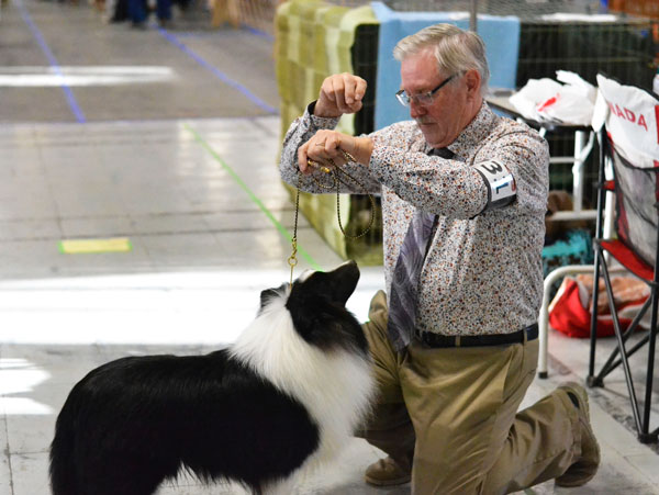 Championship Dog Show draws in 200 of Canada’s top-class canines