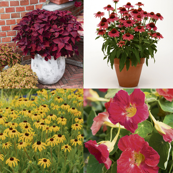 Four winning flowers from All-America Selections