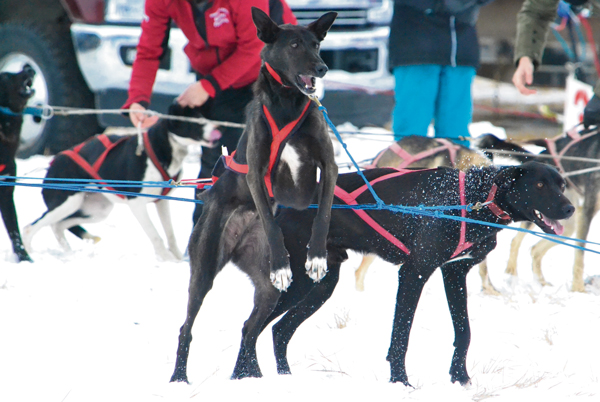 And they’re off: Sled dog races a highlight of 2020 Winter Festival