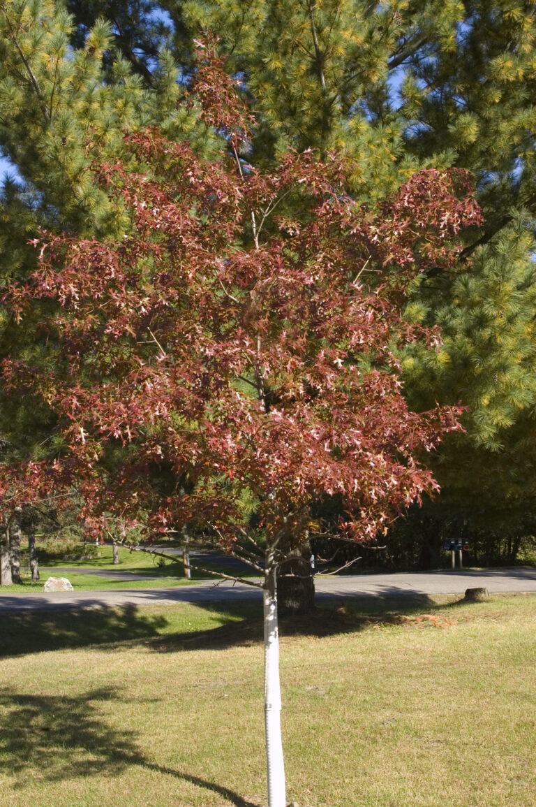 Add colour to your spring and fall landscape with Majestic Skies northern pin oak – an ideal shade tree