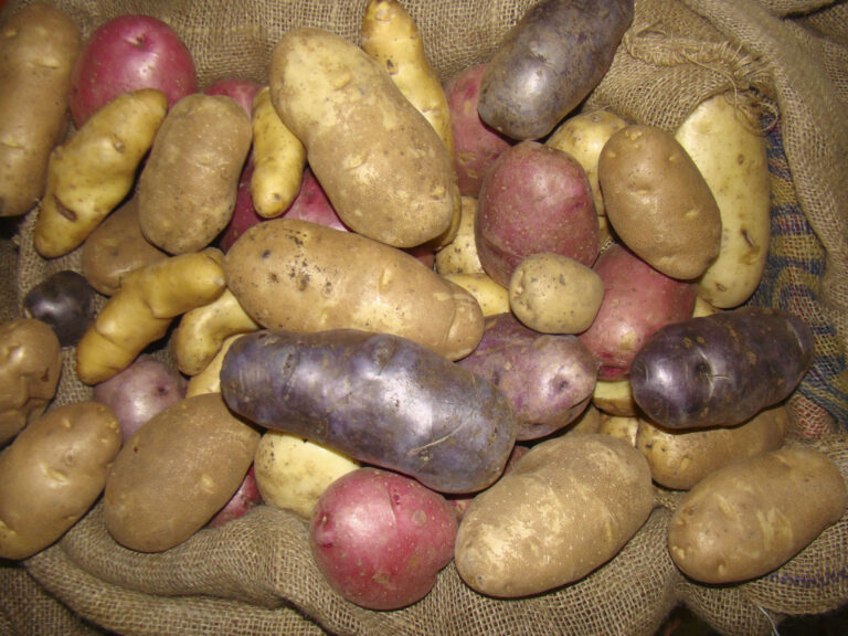 What is the Best Potato to Grow?