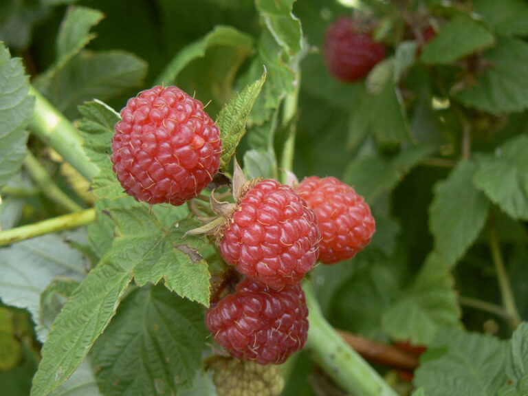 Raspberries part two: Flowing, Fruiting and Varieties