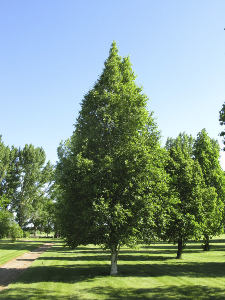 Looking for new and different trees?