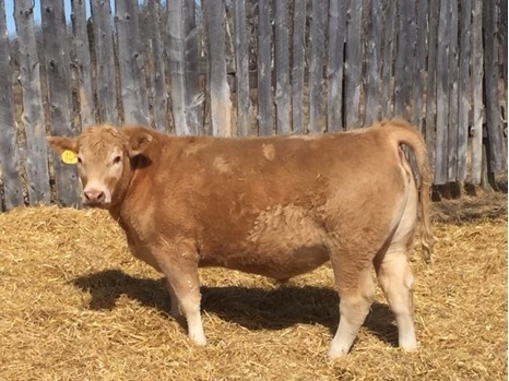 4-H charity steer raises almost $150k after pair of matching donations