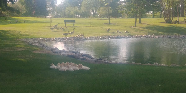 Ducks have returned to Prince Albert Memorial Gardens