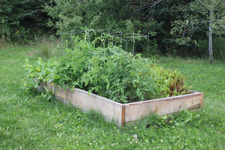 A look at container gardening