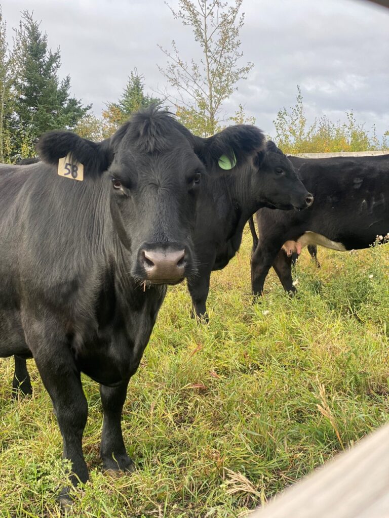 Black Angus bulls seized in cattle purchase fraud case