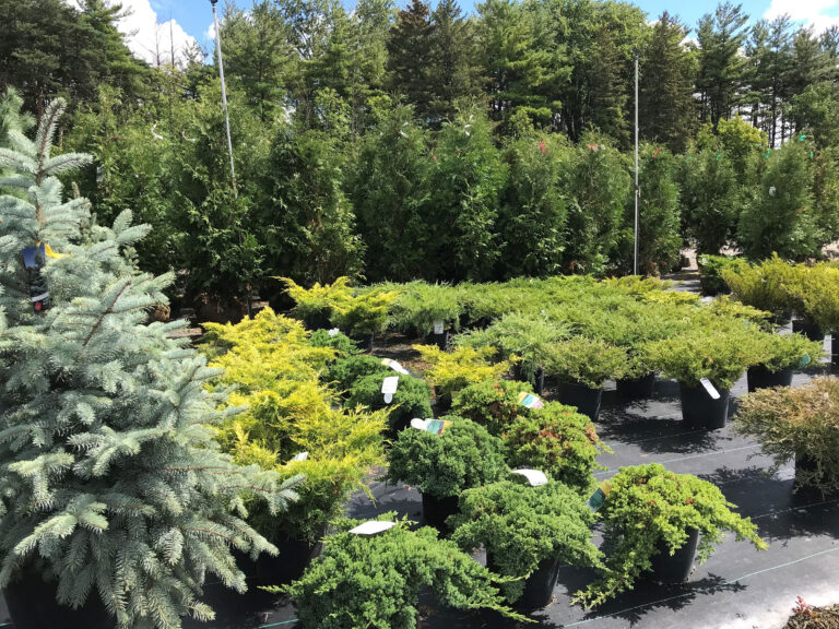 Evergreens: what you need to know