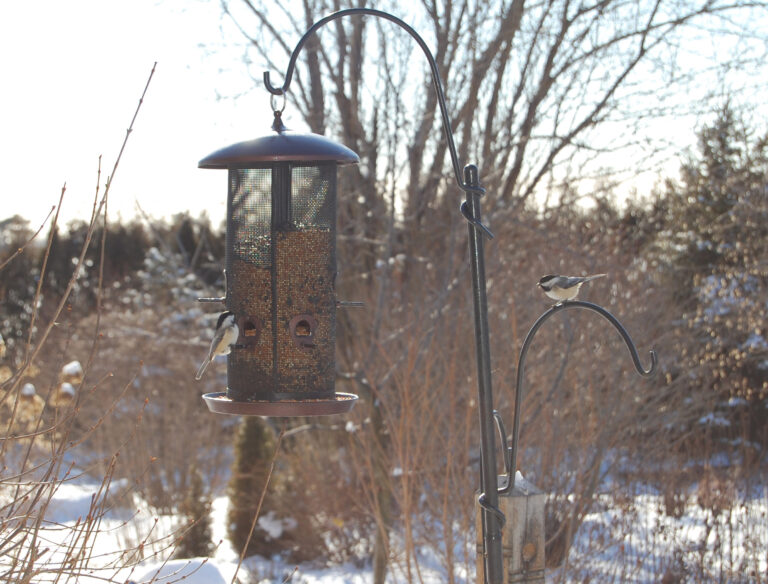 Birdwatch Vacation in Your Own Backyard