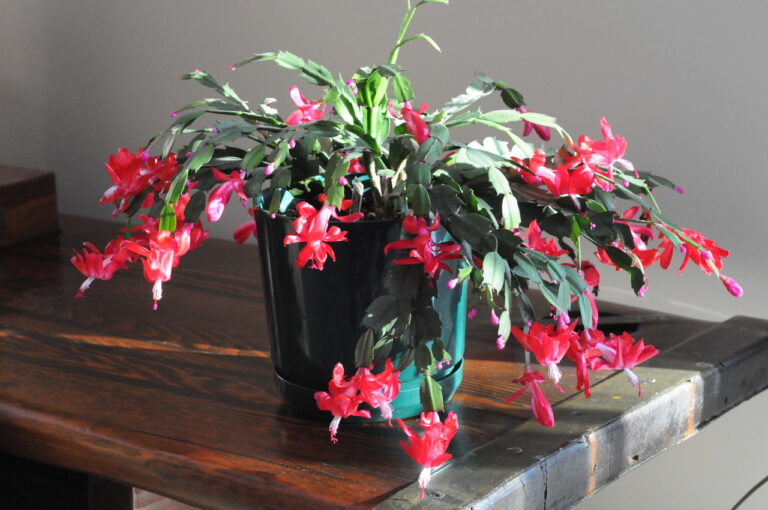 Holiday Cactus: Care and Keeping (Part II)