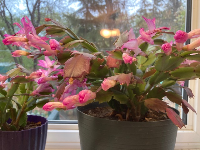 The Story of our Holiday cactus: part 1