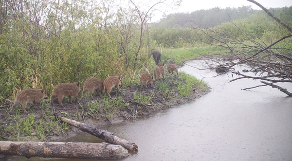 SARM calls for action on invasive wild boars in the province