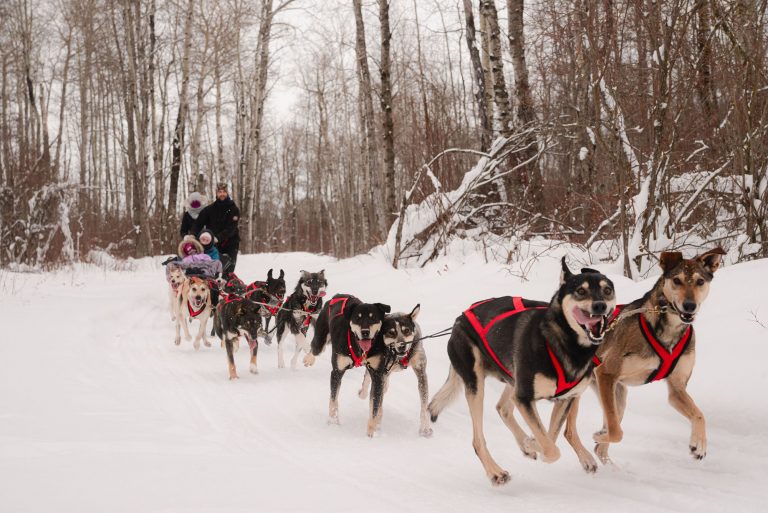 Local sled dog racer carves new trails with tours