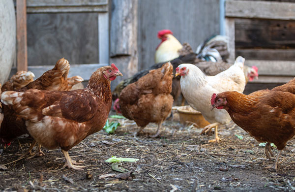 Animal health control order put in place due to avian influenza