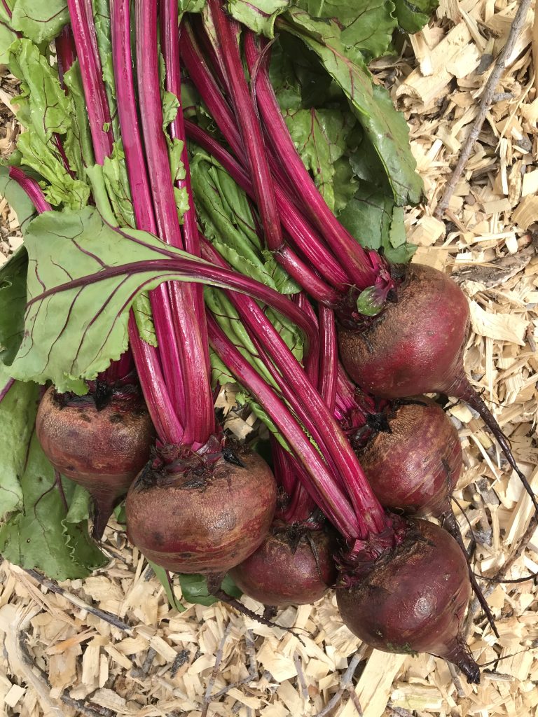 Beets: easy to grow and tasty