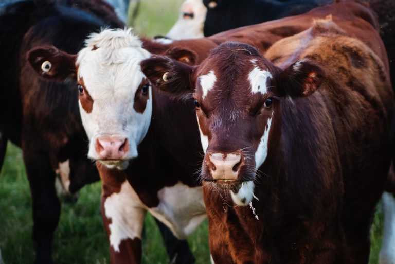 Farm disaster program renewal must support livestock producers