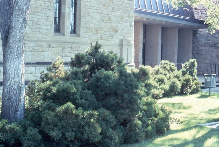 Pines for the Prairies: Mugo pine