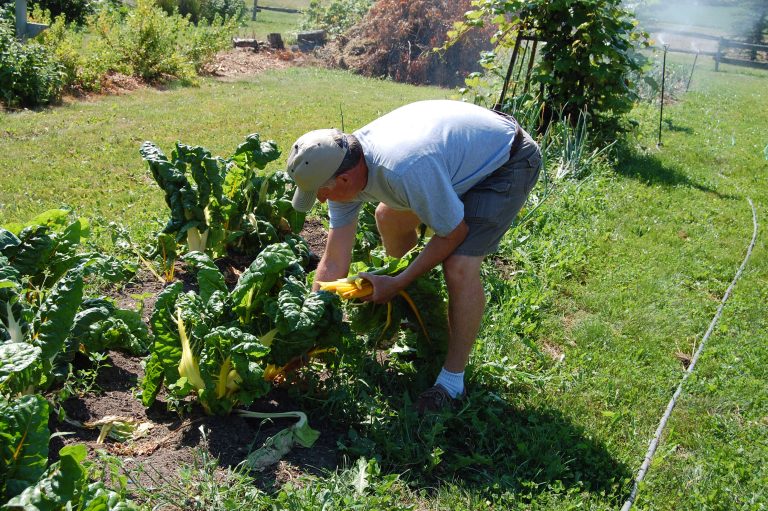 Top 8 Food Gardening Tips