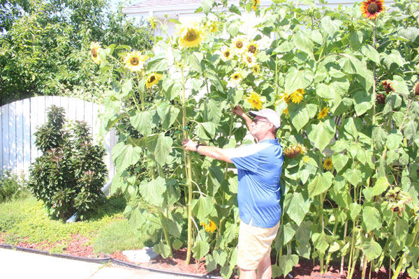 Prince Albert gardener grows ‘Border Wall’ of sunflowers