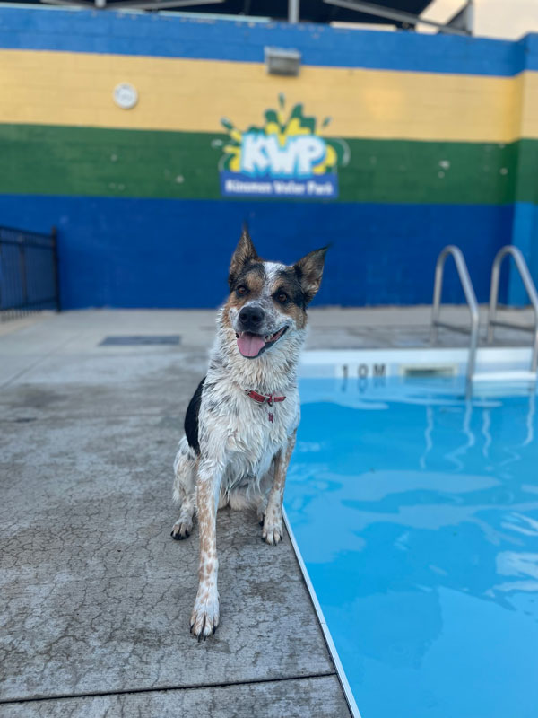 Kinsmen Water Park to welcome dogs for a swim to conclude season