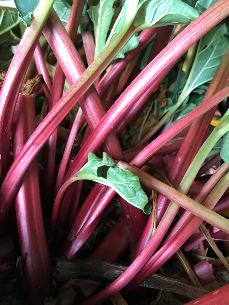 The rhubarb patch