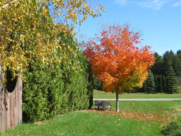 5 Steps to the Greatest Fall Backyard Ever