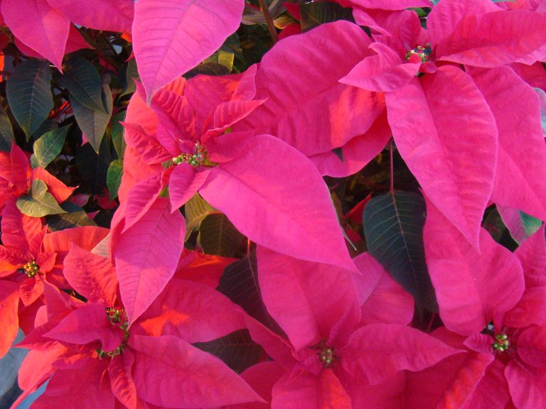 How to care for your poinsettia