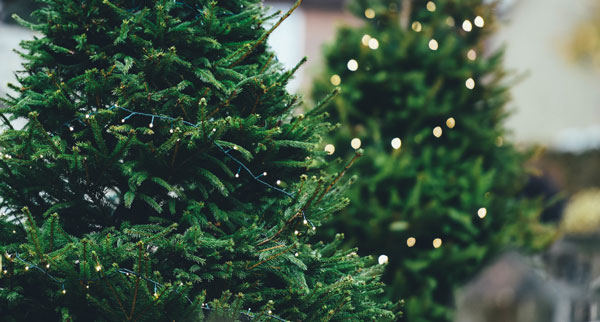 Fire Department recommends caution when disposing of Christmas trees