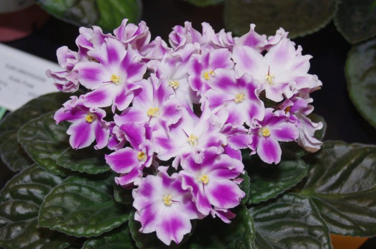 African Violets are Blue … and white, and pink and …