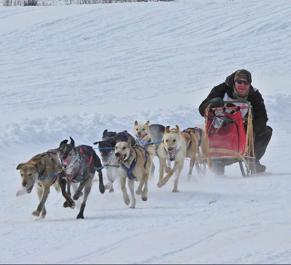 First time winner in Prince Albert Winter Festival sled dog finale