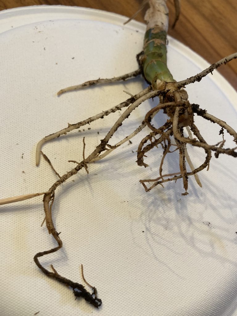 Root rot of house plants
