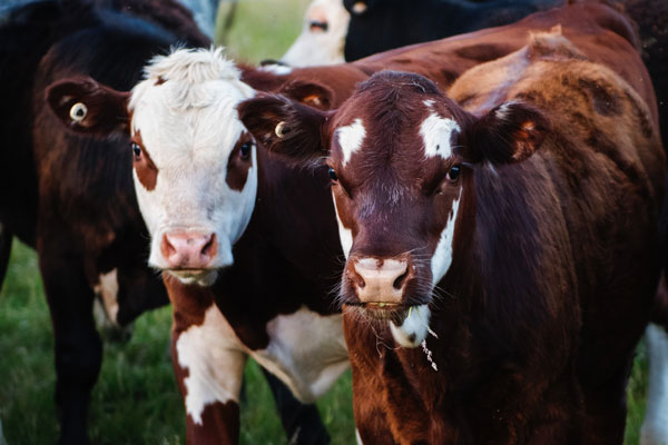 SARM and producer’s organizations call for support of cattle industry
