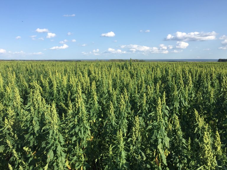 Quinoa – An Ancient grain on the prairies
