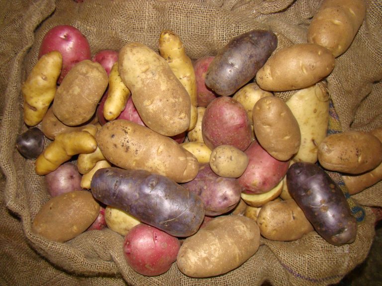 Growing potatoes on the Prairies