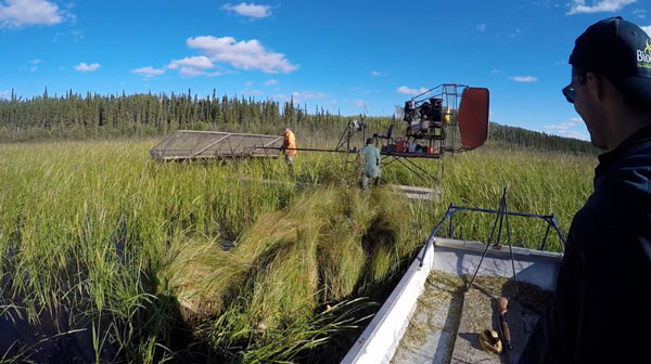 Sask Polytech receives $400,000 for wild rice development projects
