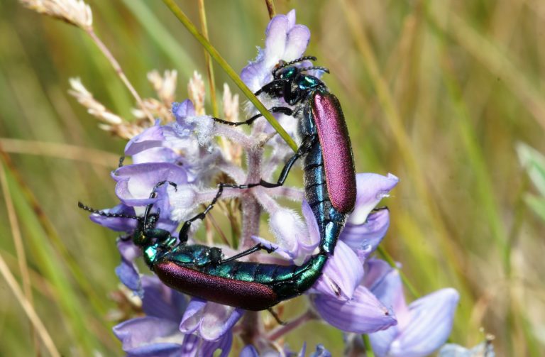 Blister Beetles — handle with care!